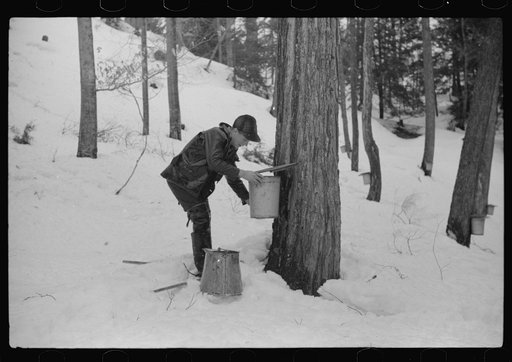 Untitled photo, possibly related to: Son of Walter Gaylord pouring sap into container. The sap from sugar maple trees is boiled down into maple syrup. Mad River Valley, Waitsfield, Vermont. He averages about 150 gallons of syrup annually, this year tapped only 600 out of his 1000 trees because of un