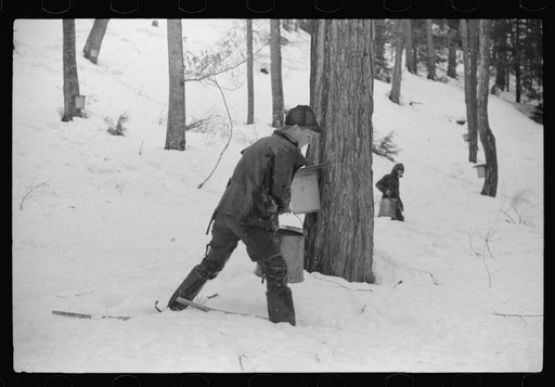 Untitled photo, possibly related to: Son of Walter Gaylord pouring sap into container. The sap from sugar maple trees is boiled down into maple syrup. Mad River Valley, Waitsfield, Vermont. He averages about 150 gallons of syrup annually, this year tapped only 600 out of his 1000 trees because of un