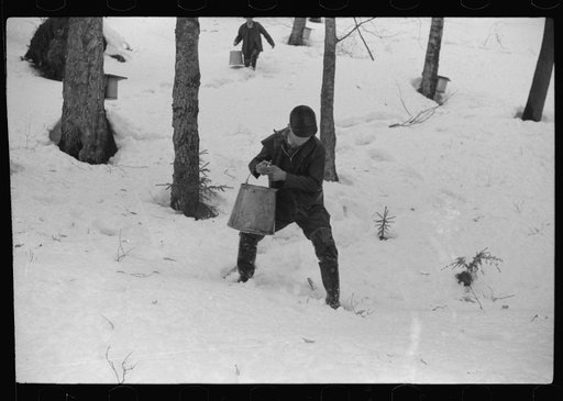Untitled photo, possibly related to: Son of Walter Gaylord pouring sap into container. The sap from sugar maple trees is boiled down into maple syrup. Mad River Valley, Waitsfield, Vermont. He averages about 150 gallons of syrup annually, this year tapped only 600 out of his 1000 trees because of un