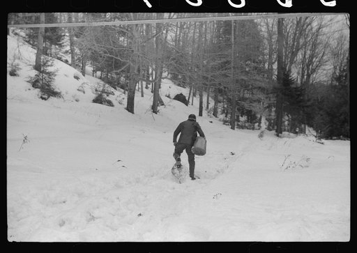 Untitled photo, possibly related to: Son of Walter Gaylord pouring sap into container. The sap from sugar maple trees is boiled down into maple syrup. Mad River Valley, Waitsfield, Vermont. He averages about 150 gallons of syrup annually, this year tapped only 600 out of his 1000 trees because of un