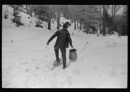 Son of Walter Gaylord gathering sap from sugar maple trees which is to be boiled down into maple syrup. Mad River Valley, Waitsfield, Vermont. He averages about 150 gallons of syrup annually, this year tapped only 600 out of his 1000 trees, because of unusually deep snow and late spring. He owns sev