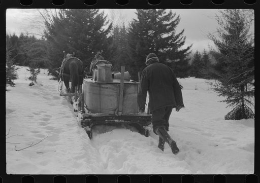 Untitled photo, possibly related to: The hired man on Frank H. Shurtleff farm gathering maple sap from sugar maple trees to make syrup. The Shurtleff farm has about 400 acres and was originally purchased by grandfather in 1840. He raises sheep, cows, cuts lumber and has been making maple syrup for a