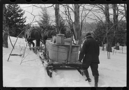 The hired man on Frank H. Shurtleff farm gathering maple sap from sugar maple trees to make syrup. The Shurtleff farm has about 400 acres and was originally purchased by grandfather in 1840. He raises sheep, cows, cuts lumber and has been making maple syrup for about thirty-five years. Sugaring brin
