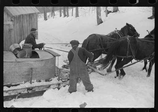 Untitled photo, possibly related to: Hired man and Frank H. Shurtleff shovelling out sled with vat for gathering maple sap for making maple syrup. The Shurtleff farm has about 400 acres, and was originally purchased by grandfather in 1840. He raises sheep, cows, cuts lumber and has been syrup for ab