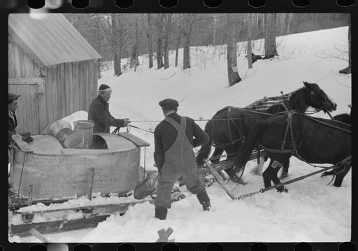 Hired man and Frank H. Shurtleff shovelling out sled with vat for gathering maple sap for making maple syrup. The Shurtleff farm has about 400 acres, and was originally purchased by grandfather in 1840. He raises sheep, cows, cuts lumber and has been syrup for about thirty-five years. Sugaring bring
