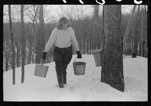 Young neighbor (Julia Fletcher) of Frank H. Shurtleff gathering sap from sugar trees for making maple syrup. Sugaring is a social event and is enjoyed by all young people and children in the neighborhood. The Shurtleff farm has about 400 acres and was originally purchased by grandfather in 1840. He 