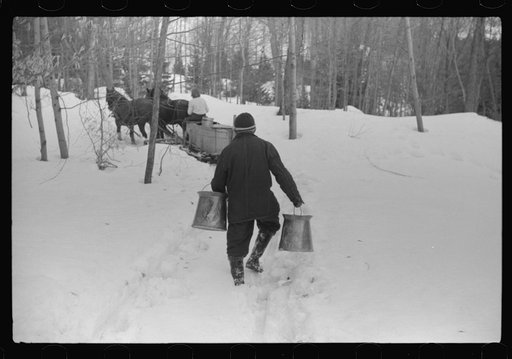 Hired man of Frank H. Shurtleff gathering sap from sugar trees for making maple syrup. Sugaring is a social event and is enjoyed by all the young people and children in the neighborhood. The Shurtleff farm has about 400 acres and was originally purchased by grandfather in 1840. He raises sheep, cows