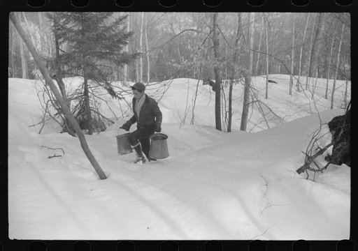 Untitled photo, possibly related to: Hired man of Frank H. Shurtleff gathering sap from sugar trees for making maple syrup. Sugaring is a social event and is enjoyed by all the young people and children in the neighborhood. The Shurtleff farm has about 400 acres and was originally purchased by grand
