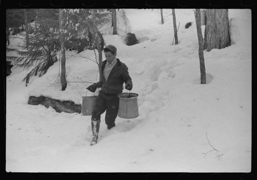 Untitled photo, possibly related to: Hired man of Frank H. Shurtleff gathering sap from sugar trees for making maple syrup. Sugaring is a social event and is enjoyed by all the young people and children in the neighborhood. The Shurtleff farm has about 400 acres and was originally purchased by grand