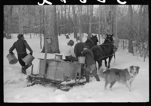 Hired man, young neighbor (Julia Fletcher), collie dog, and Frank H. Shurtleff's son gathering sap from sugar trees for making syrup. Sugaring is a social event and is enjoyed by all the young people and children in the neighborhood. The Shurtleff farm has about 400 acres and was purchased by grandf
