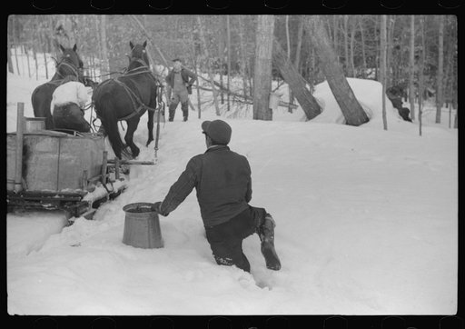 Hired man on Frank H. Shurtleff farm gathering sap from sugar trees for making maple syrup. Sugaring is a social event and is enjoyed by all the young people in the neighborhood. The Shurtleff farm has about 400 acres, and was originally purchased by grandfather in 1840. He raises sheep, cuts lumber