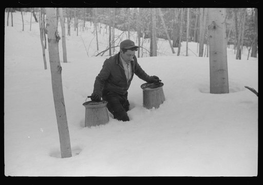Hired man of Frank H. Shurtleff gathering sap from sugar trees for making maple syrup. Sugaring is a social event and is enjoyed by all the young people and children in the neighborhood. The Shurtleff farm has about 400 acres and was originally purchased by grandfather in 1840. He raises sheep, cows