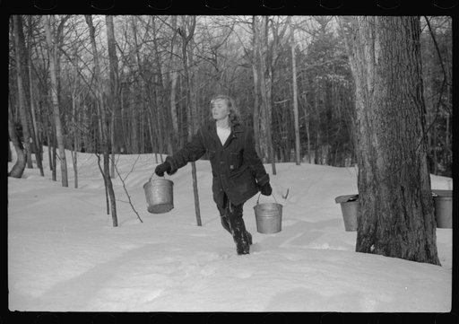 Young neighbor (Julia Fletcher) of Frank H. Shurtleff gathering from sugar trees for making maple syrup. Sugaring is a social event and is enjoyed by all the young people and children of the neighborhood. The Shurtleff farm has about 400 acres and was originally purchased by grandfather in 1840. He 