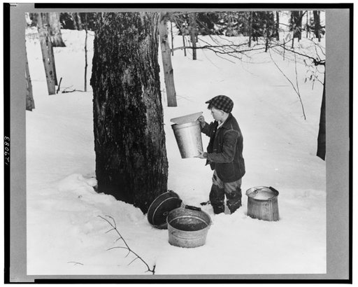 Young son of Frank H. Shurtleff gathering sap from sugar trees for making maple syrup. Sugaring is a social event and is enjoyed by all the young people and children in the neighborhood. The Shurtleff farm has about 400 acres and was originally purchased by grandfather in 1840. He raises sheep, cows