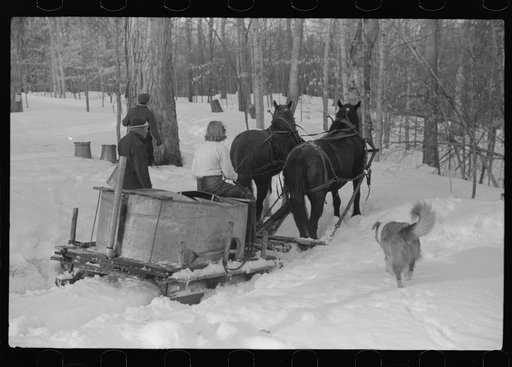 Untitled photo, possibly related to: Hired man, young neighbor (Julia Fletcher), collie dog, and Frank H. Shurtleff's son gathering sap from sugar trees for making syrup. Sugaring is a social event and is enjoyed by all the young people and children in the neighborhood. The Shurtleff farm has about 