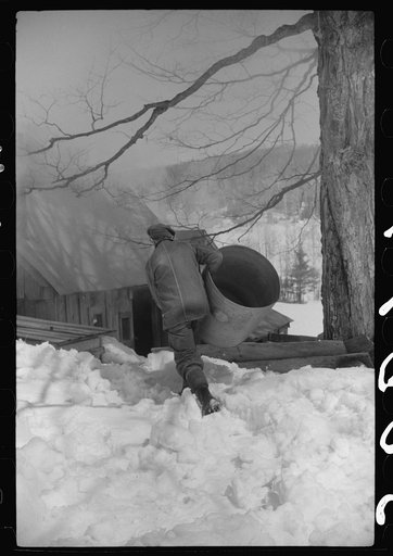 Frank H. Shurtleff carrying vat to sugar house where sap from sugar maple trees is boiled down into maple syrup. The Shurtleff farm has about 400 acres and was originally purchased by grandfather in 1840. He raises sheep, cows, cuts timber and has been making maple syrup for about thirty-five years.