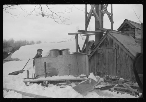 Untitled photo, possibly related to: Young daughter of Frank H. Shurtleff going towards the sugar house where sap from sugar maple trees is boiled down into maple syrup. The Shurtleff farm has about 400 acres, and was originally purchased by grandfather in 1840. He raises sheep, cows, cuts lumber an