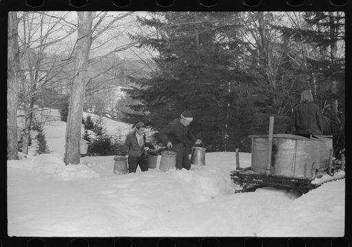 Untitled photo, possibly related to: Young son of Frank H. Shurtleff gathering sap from sugar trees for making maple syrup. Sugaring is a social event and is enjoyed by all the young people and children in the neighborhood. The Shurtleff farm has about 400 acres and was originally purchased by grand