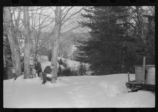 Untitled photo, possibly related to: Hired man of Frank H. Shurtleff gathering sap from sugar trees for making maple syrup. Sugaring is a social event and is enjoyed by all the young people and children in the neighborhood. The Shurtleff farm has about 400 acres and was originally purchased by grand