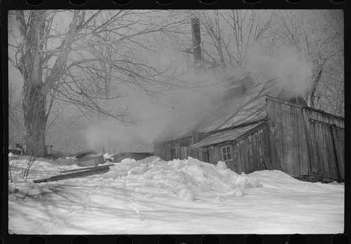 Untitled photo, possibly related to: Young daughter of Frank H. Shurtleff going towards the sugar house where sap from sugar maple trees is boiled down into maple syrup. The Shurtleff farm has about 400 acres, and was originally purchased by grandfather in 1840. He raises sheep, cows, cuts lumber an