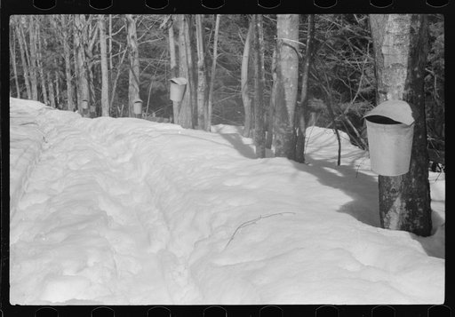 Buckets hanging on spouts to catch the sap from maple sugar trees from which is made maple syrup. On Frank H. Shurtleff place. The Shurtleff farm has about 400 acres, and was originally purchased by grandfather in 1840. He raises sheep, cows, cuts lumber and has been making maple syrup for about thi