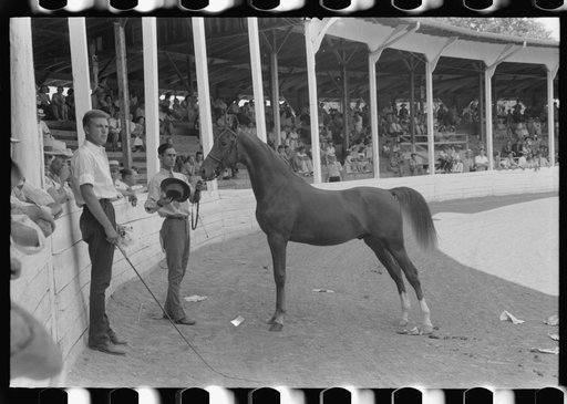 Untitled photo, possibly related to: Entries in the Shelby County Horse Show and Fair, Shelbyville, Kentucky