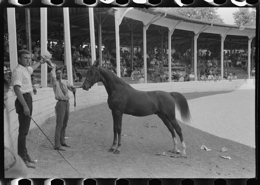 Untitled photo, possibly related to: Entries in the Shelby County Horse Show and Fair, Shelbyville, Kentucky