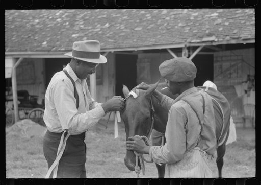 Elaborate preparations are made for entries in Shelby County Horse Show and Fair, Shelbyville, Kentucky