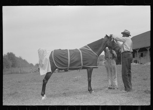Untitled photo, possibly related to: Elaborate preparations are made for entries in Shelby County Horse Show and Fair, Shelbyville, Kentucky