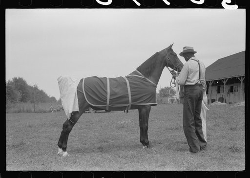 Elaborate preparations are made for entries in Shelby County Horse Show and Fair, Shelbyville, Kentucky