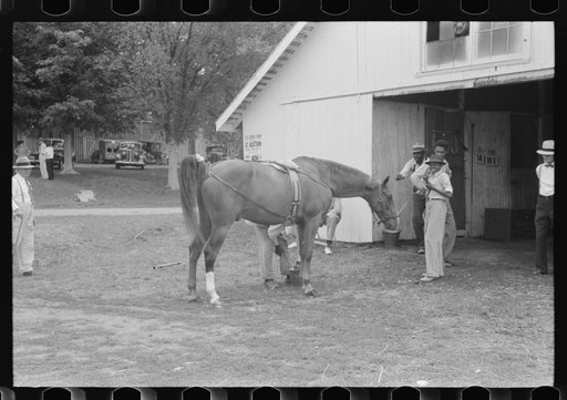 Untitled photo, possibly related to: Elaborate preparations are made for entries in Shelby County Horse Show and Fair, Shelbyville, Kentucky