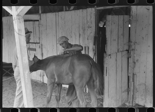 Untitled photo, possibly related to: Elaborate preparations are made for entries in Shelby County Horse Show and Fair, Shelbyville, Kentucky