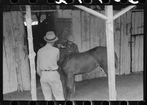 Untitled photo, possibly related to: Elaborate preparations are made for entries in Shelby County Horse Show and Fair, Shelbyville, Kentucky