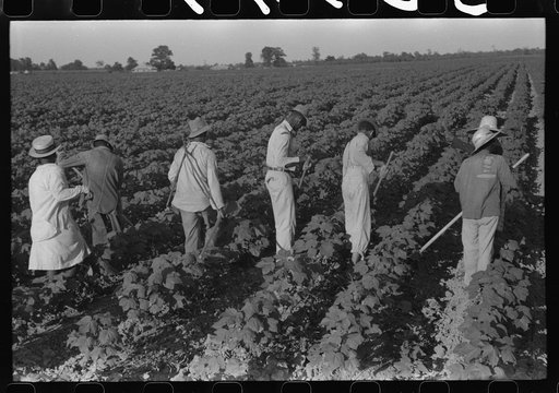 Hopson Plantation, near Clarksdale, Mississippi Delta, Mississippi