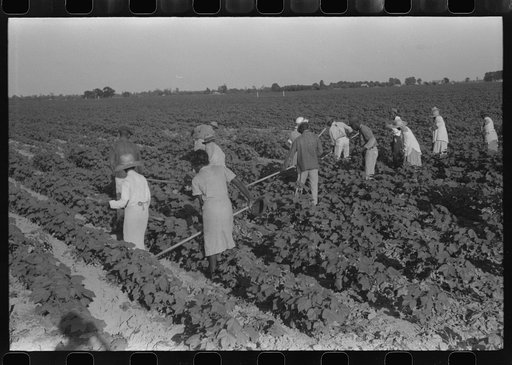 Untitled photo, possibly related to: Hopson Plantation, near Clarksdale, Mississippi Delta, Mississippi