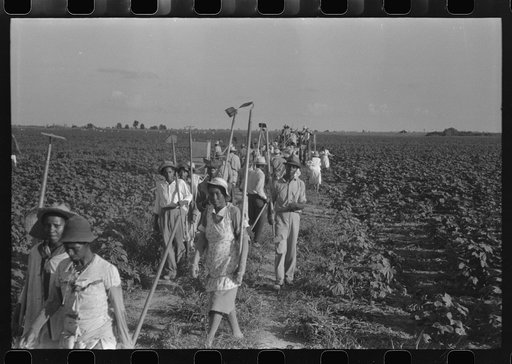 Hopson Plantation, near Clarksdale, Mississippi Delta, Mississippi