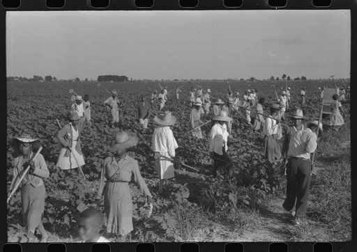 Hopson Plantation, near Clarksdale, Mississippi Delta, Mississippi