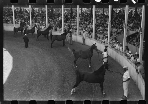Untitled photo, possibly related to: Entries in the Shelby County Horse Show and Fair, Shelbyville, Kentucky