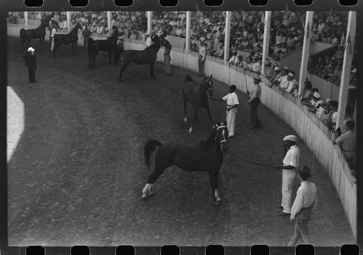 Untitled photo, possibly related to: Entries in the Shelby County Horse Show and Fair, Shelbyville, Kentucky