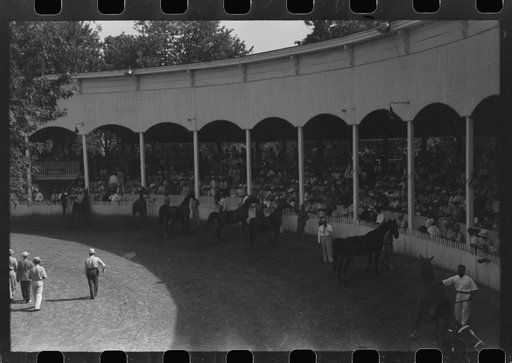 Untitled photo, possibly related to: Entries in the Shelby County Horse Show and Fair. Shelbyville, Kentucky