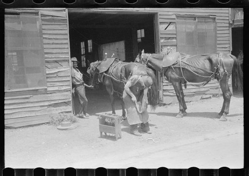 Blacksmith shoeing team of farmhorses on Saturday, Russellville, Kentucky