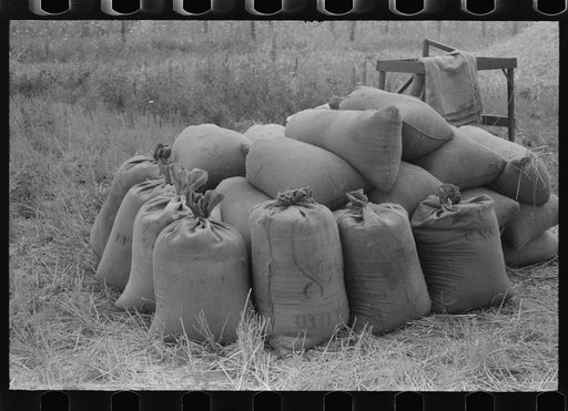 Sacks of wheat just threshed on farm in Oldham County, Kentucky