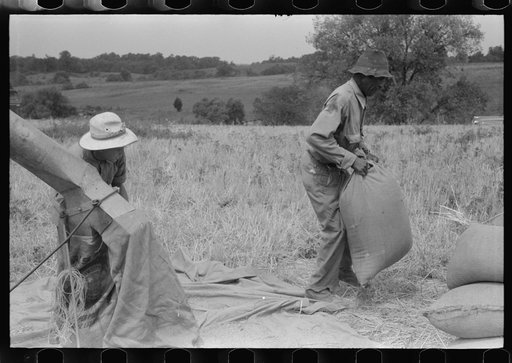 Threshing wheat on farm in Oldham County, Kentucky