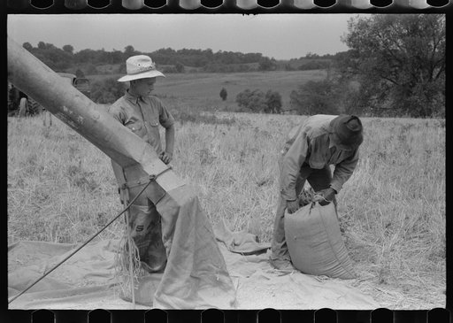 Threshing wheat on farm in Oldham County, Kentucky