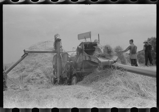 Untitled photo, possibly related to: Threshing wheat on farm in Oldham County, Kentucky