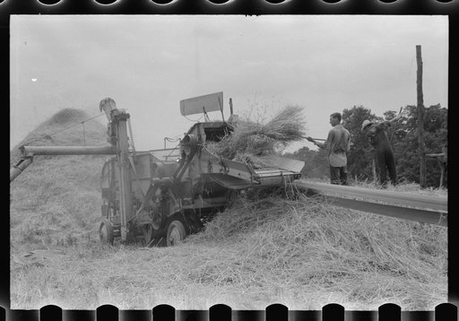 Threshing wheat on farm in Oldham County, Kentucky