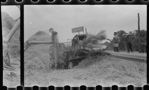 Untitled photo, possibly related to: Threshing wheat on farm in Oldham County, Kentucky