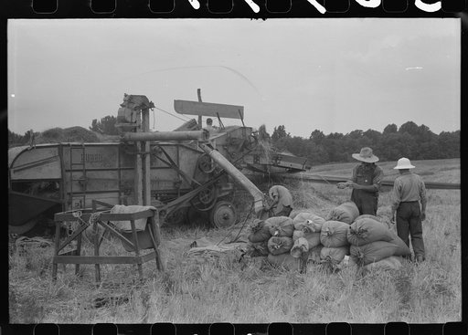 Untitled photo, possibly related to: Threshing wheat on farm in Oldham County, Kentucky
