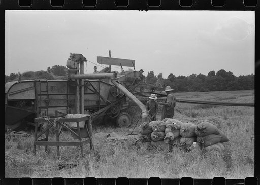 Threshing wheat on farm in Oldham County, Kentucky