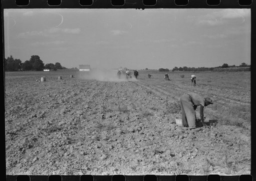 Untitled photo, possibly related to: Harvesting potatoes, Jefferson County, Kentucky